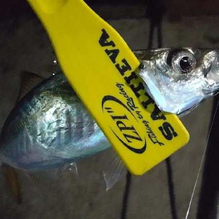 アジ探し@丹後半島