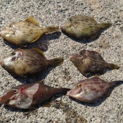 カワハギ、大きくなってきた