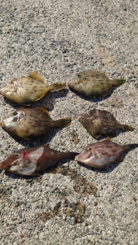 カワハギ、大きくなってきた