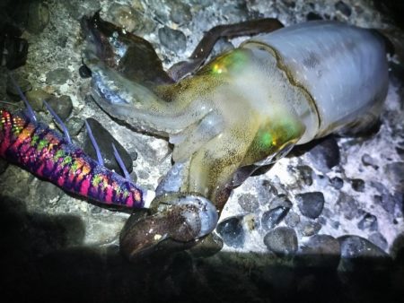 観光港にて調査報告！