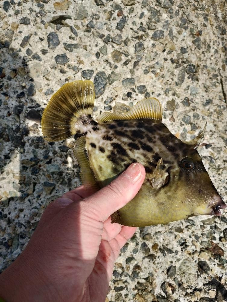 今日もカワハギ