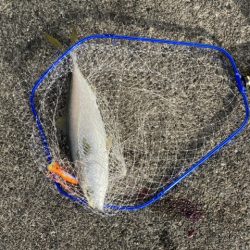 トップでメジロ２匹