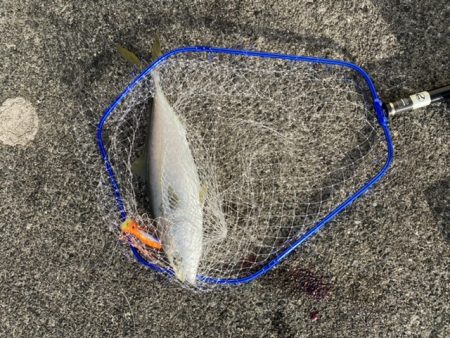 トップでメジロ２匹