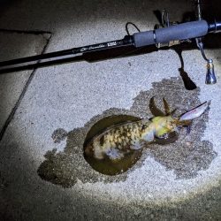 イカさん釣れるのナイトのみฅ-ω-ฅ…