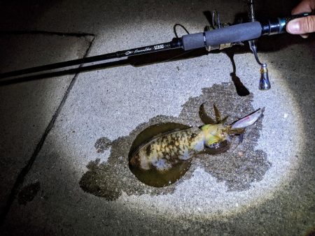 イカさん釣れるのナイトのみฅ-ω-ฅ…