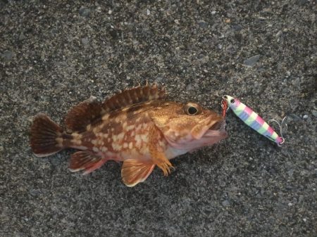 初めてのショアジギング