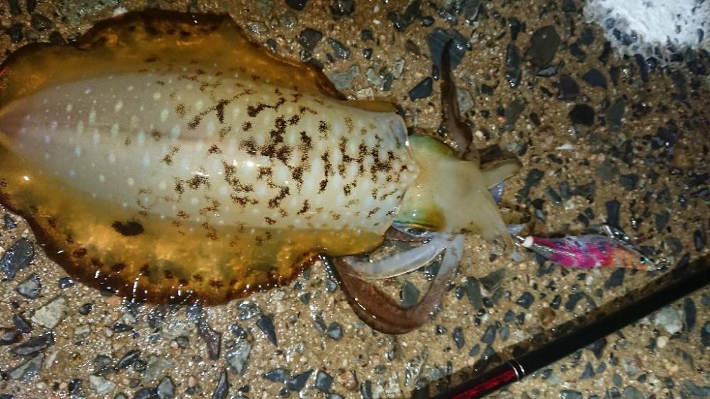 対馬エギング釣果