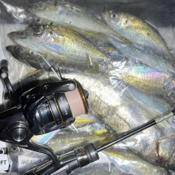 尺・・・アジング