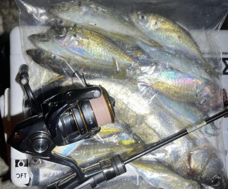 尺・・・アジング