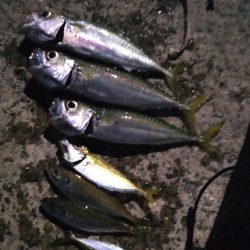 船の間のサビキはスリリング