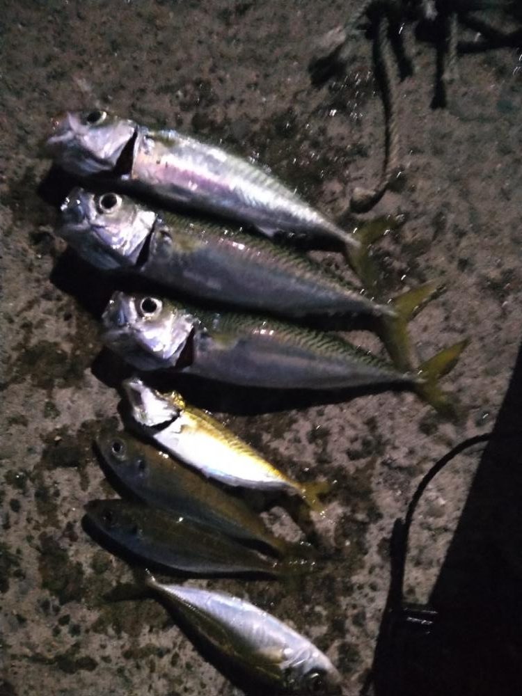 船の間のサビキはスリリング