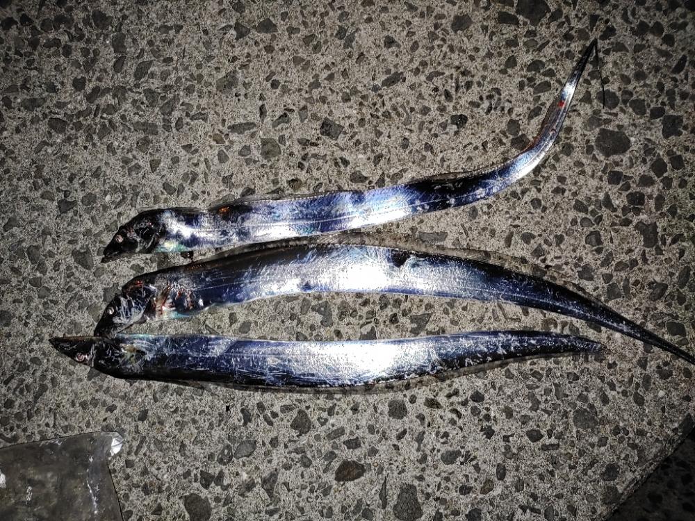 太刀魚@貝塚