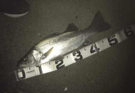 月食でもセイゴは釣れる？