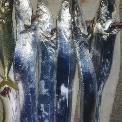 ロマンの紀ノ川、数のマリーナ