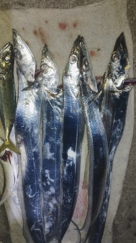 ロマンの紀ノ川、数のマリーナ