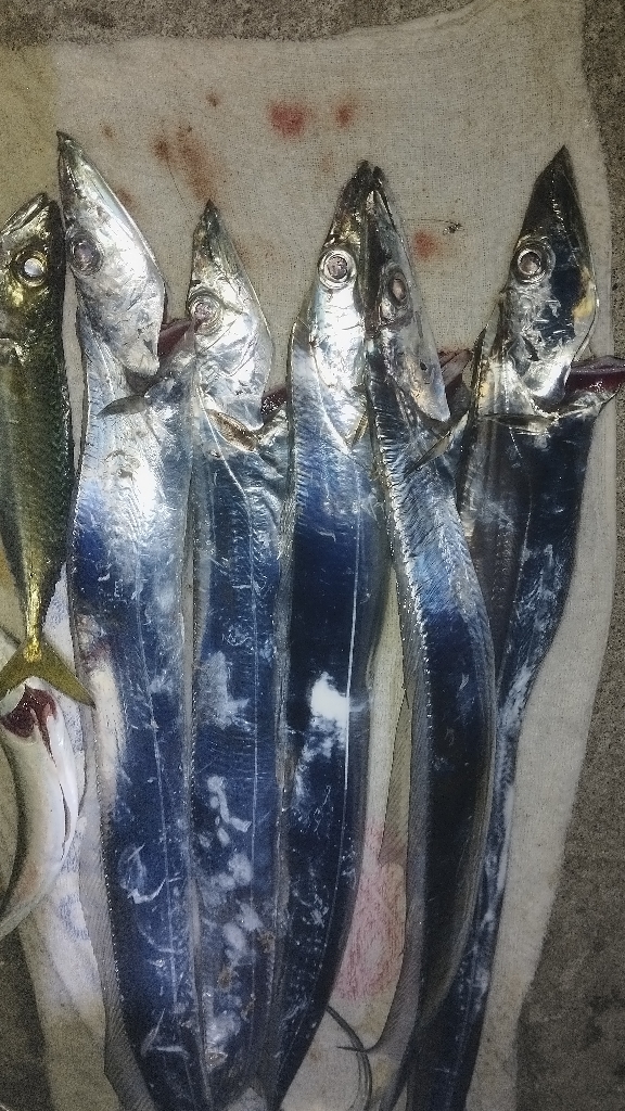 ロマンの紀ノ川、数のマリーナ