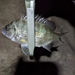 寒くなったなぁ