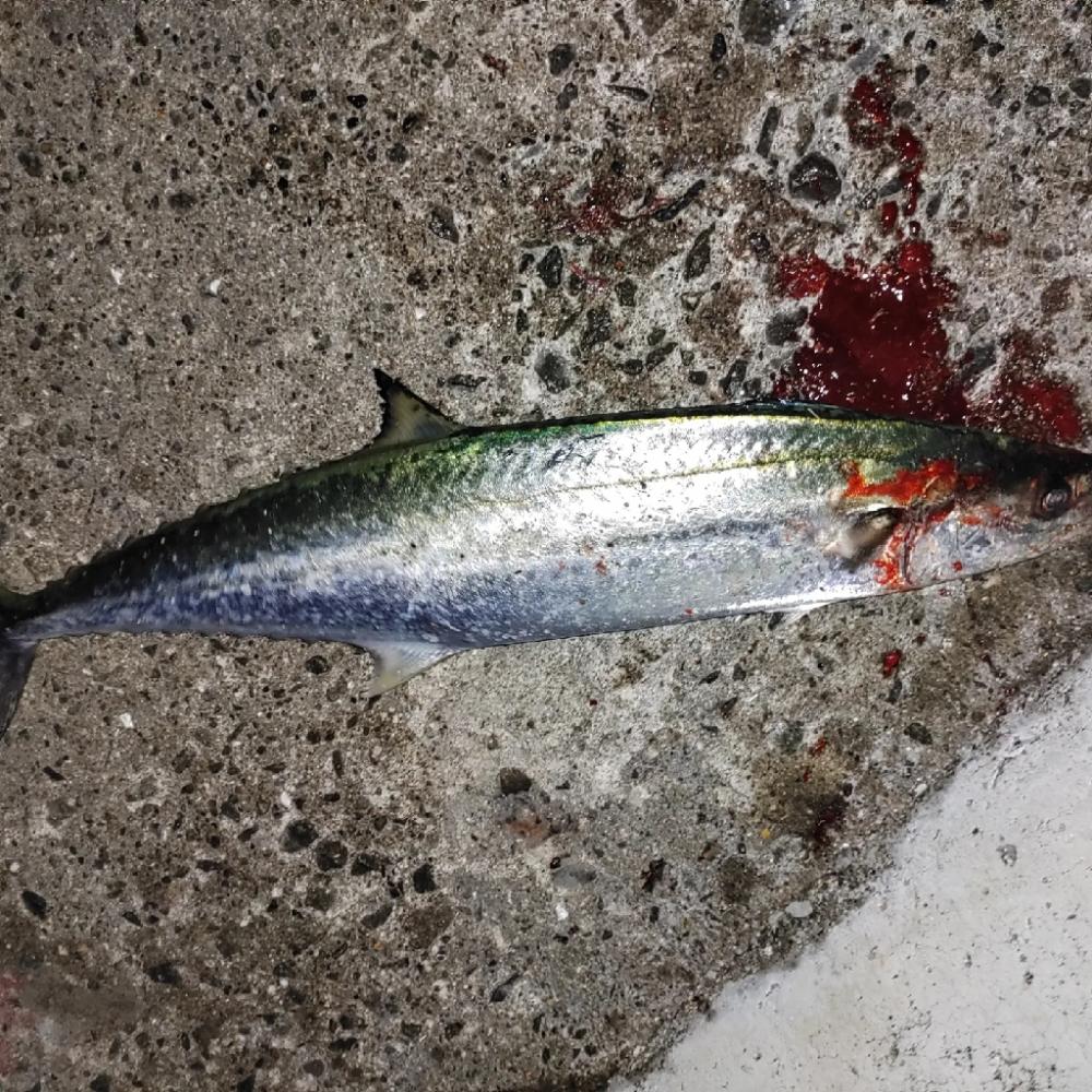 ショアジギング