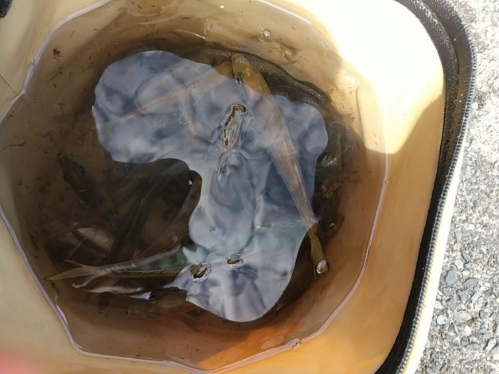 カワハギのちアジ釣り