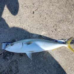 鯖の飲ませでメジロ