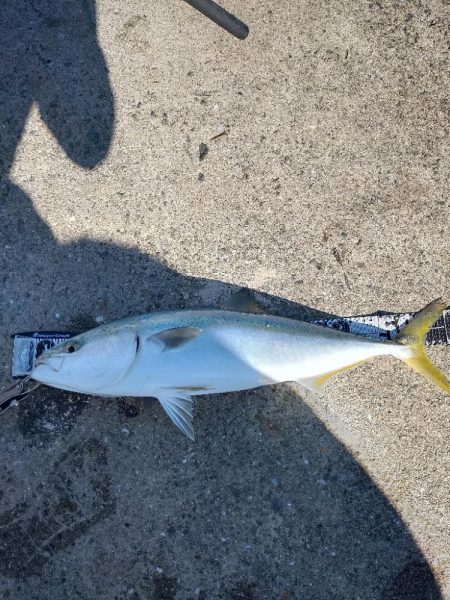 鯖の飲ませでメジロ