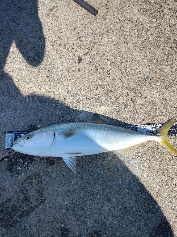 鯖の飲ませでメジロ