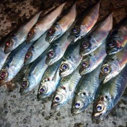 癒しの豆アジング