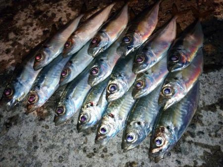 癒しの豆アジング