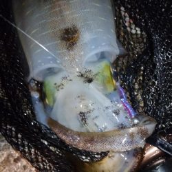 今夜もイージーシェイカー