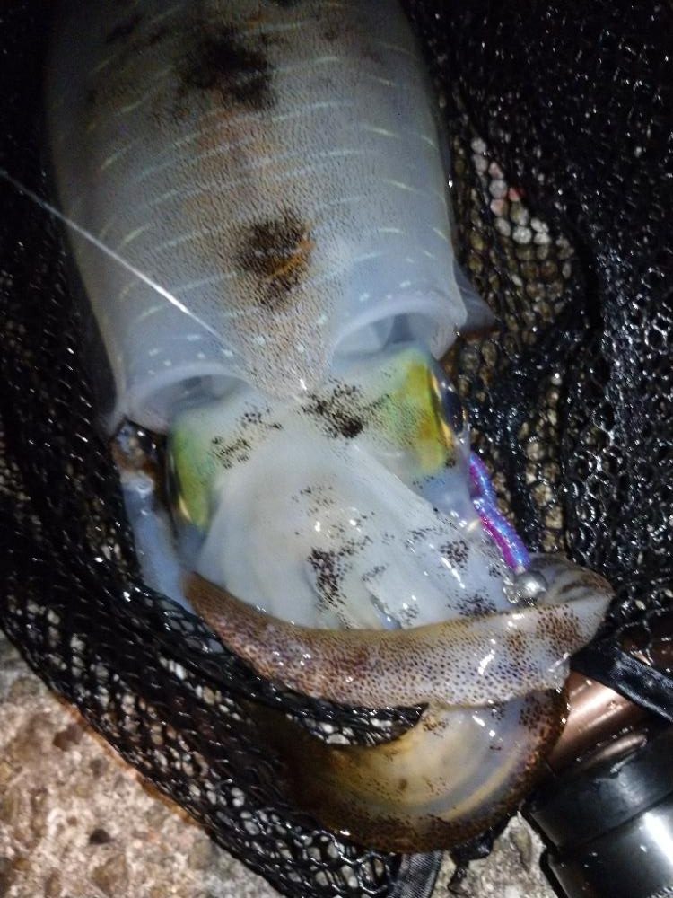 今夜もイージーシェイカー