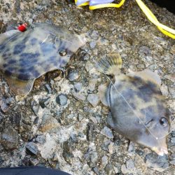 大阪産カワハギ