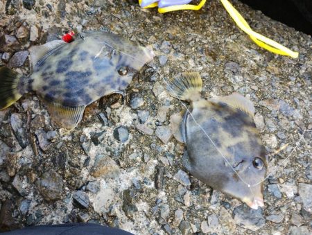 大阪産カワハギ