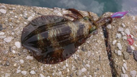 対馬エギング釣果