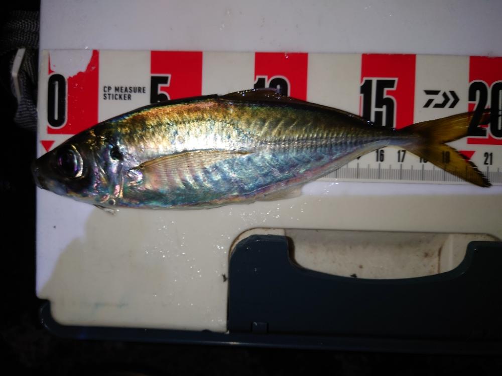 ウキウキアジング