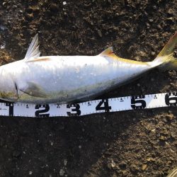 ショアジギングでメジロ3