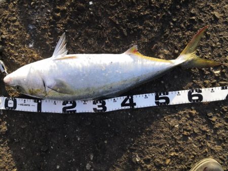 ショアジギングでメジロ3