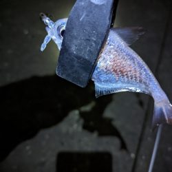 アジが釣れない