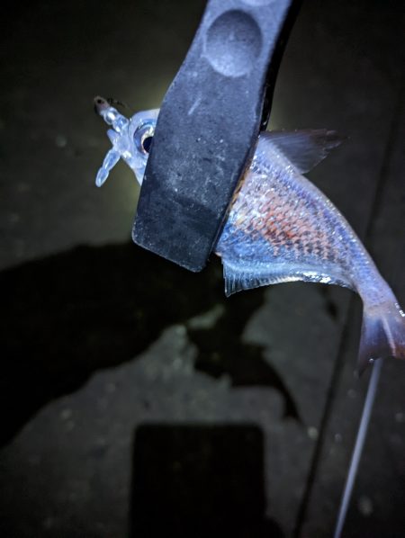 アジが釣れない