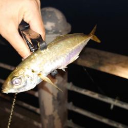 残念な釣行になりました。