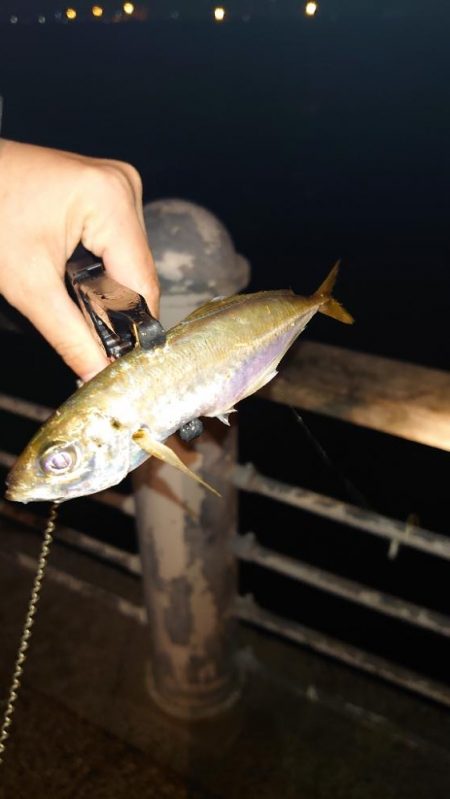 残念な釣行になりました。