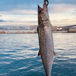 今日はサゴシ!!
