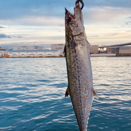 今日はサゴシ!!