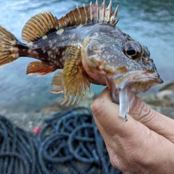 陸っぱり釣行記