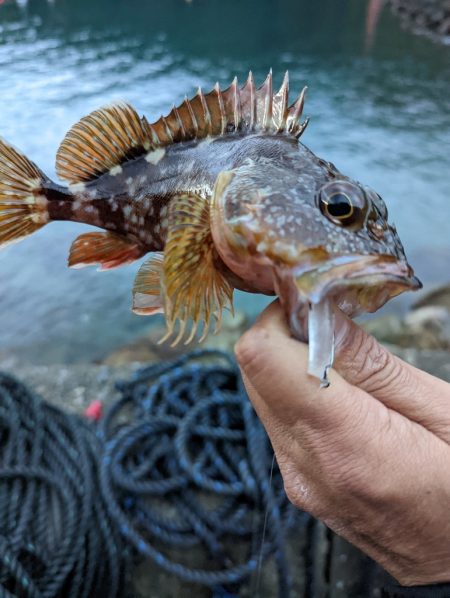 陸っぱり釣行記