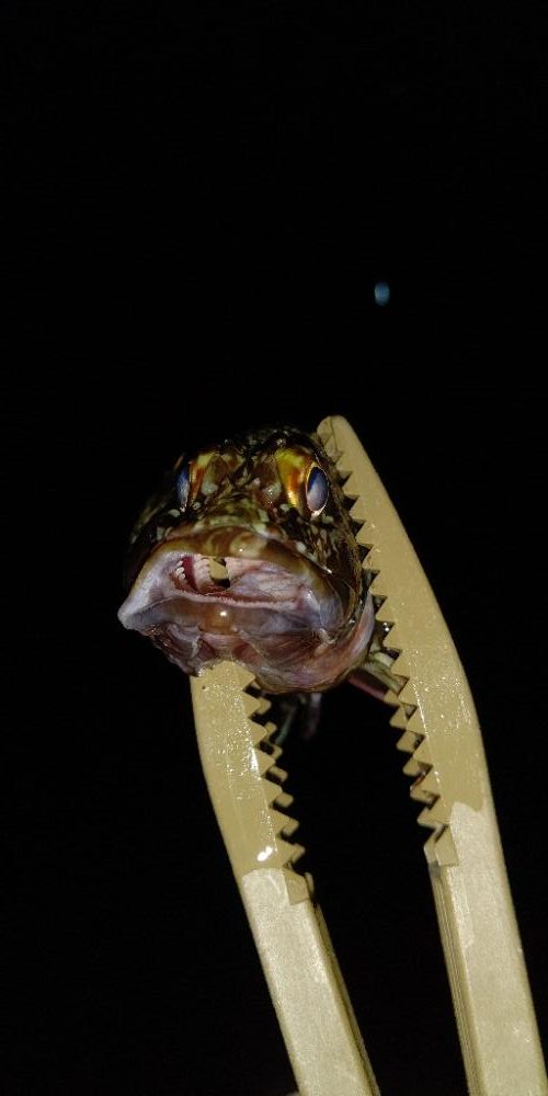 渋いながらの釣果