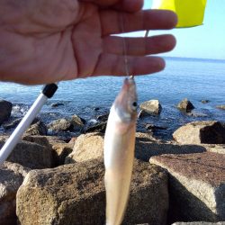 苅屋海岸の投げ釣り