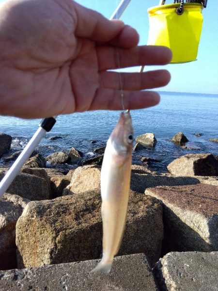苅屋海岸の投げ釣り