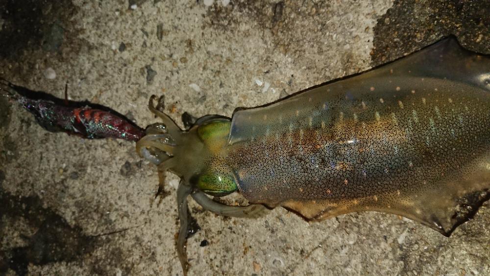 対馬エギング釣果