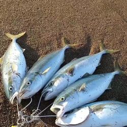 サーフでナブラ撃ち