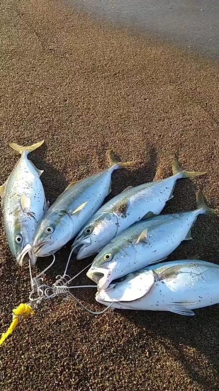 サーフでナブラ撃ち